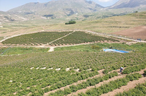 طرح ایجاد مجتمع کشت و صنعت در سراب