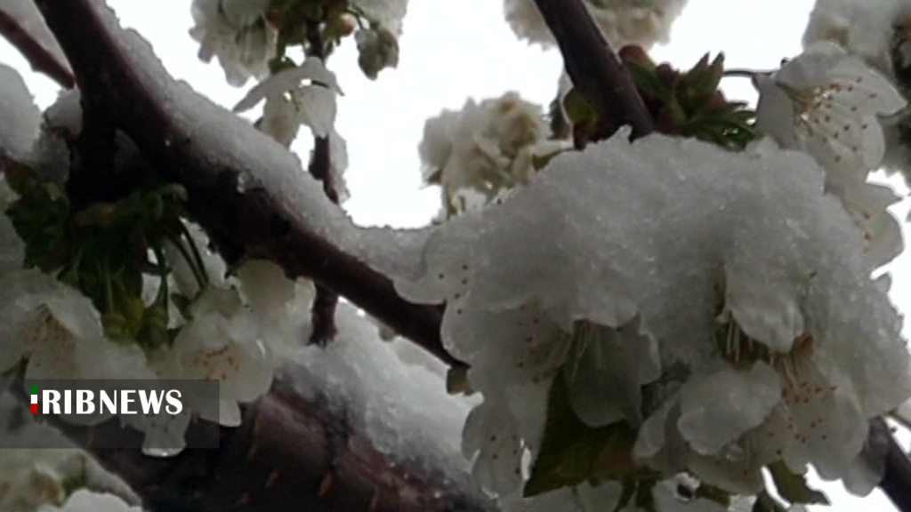 خودنمایی برف زمستانی در بهار خودنمایی برف زمستانی در بهار