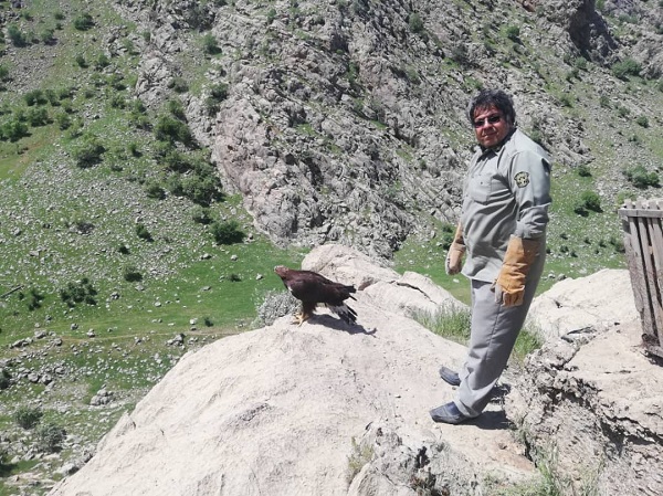 تیمار و رهاسازی یک بهله عقاب در هرسین