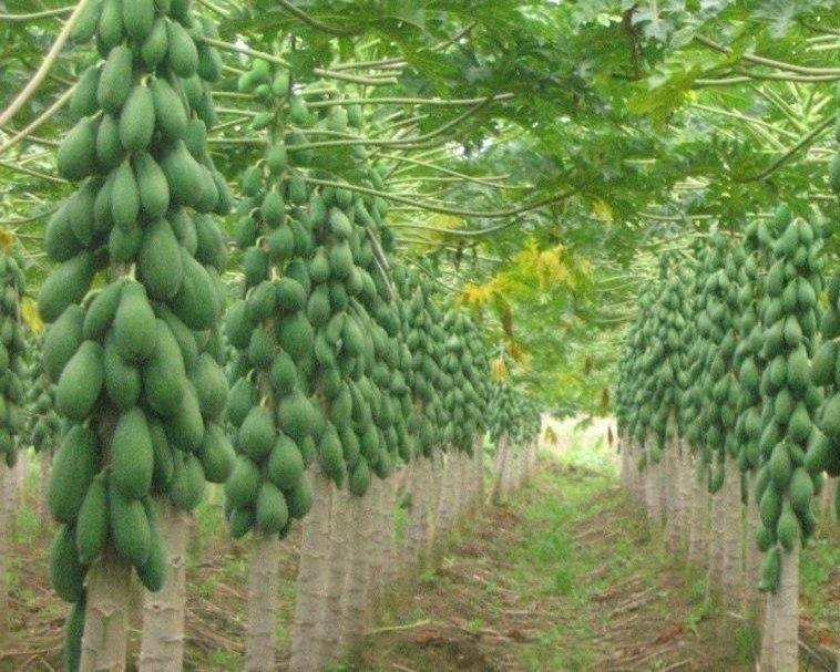 کاشت میوه عجیب استوایی