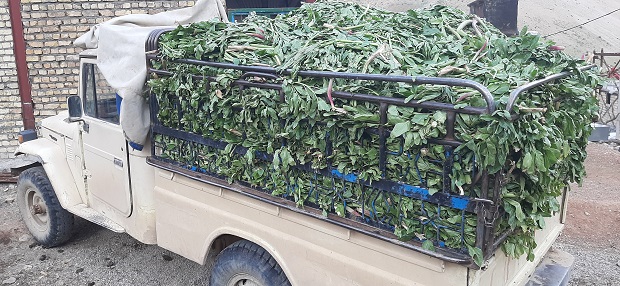 برداشت 500 تن کرفس کوهی از رویشگاههای روستای کلوسه برداشت 500 تن کرفس کوهی از رویشگاههای روستای کلوسه