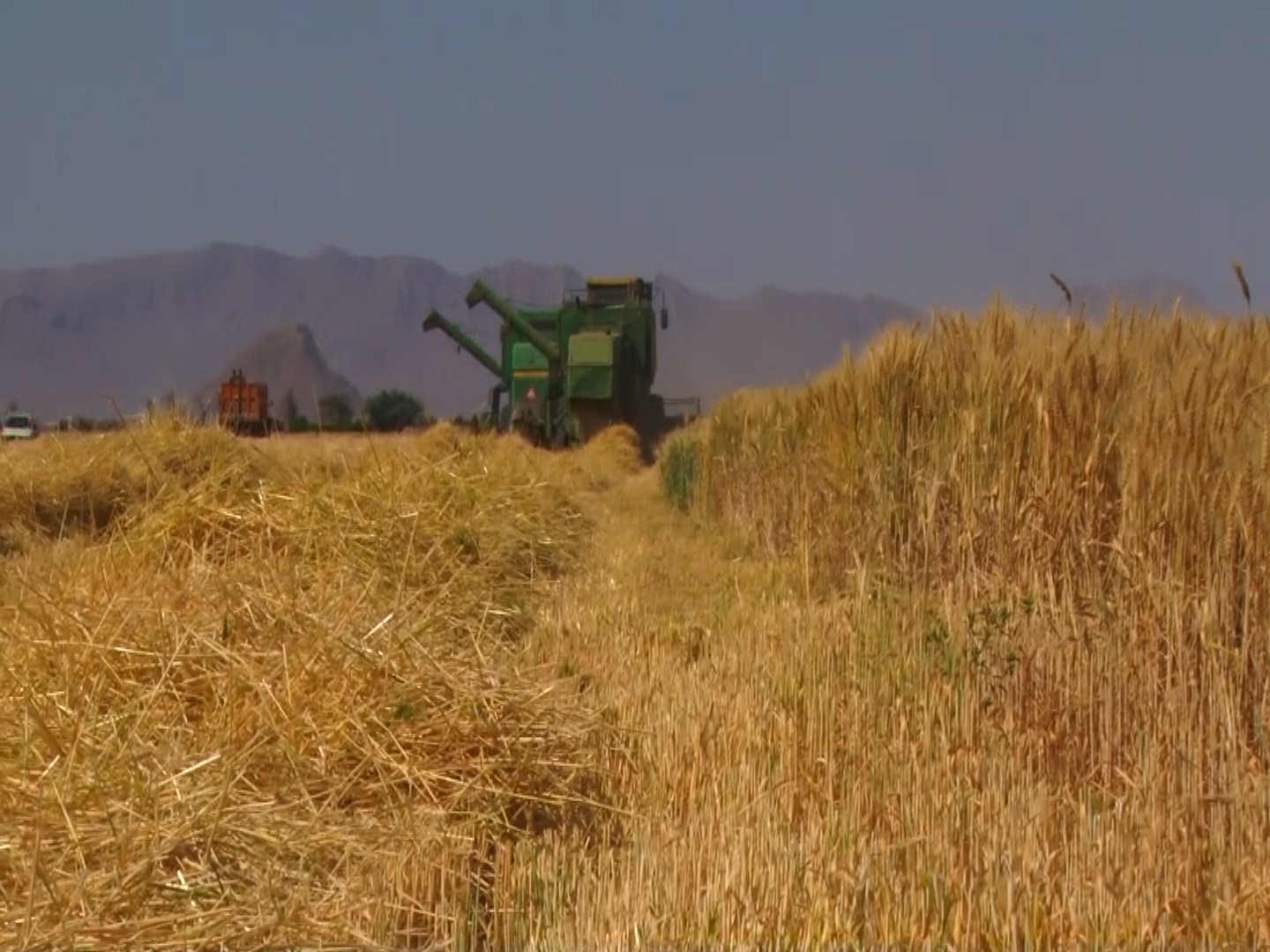 آغاز برداشت جو از ۵ هکتار مزارع شهرستان شهرضا