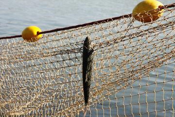 تخریب دامهای غیر مجاز صید ماهی در تالاب بین المللی شادگان تخریب دامهای غیر مجاز صید ماهی در تالاب بین المللی شادگان