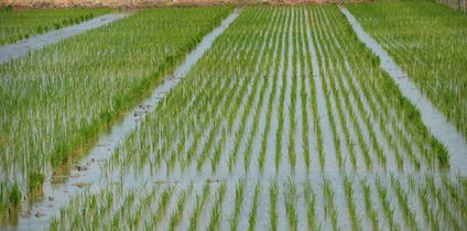 آغاز کشت برنج در شوشتر آغاز کشت برنج در شوشتر