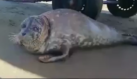 نجات فوک خزری در بابلسر