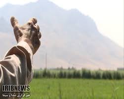 گزارش مکتوب: زراعت چوب، مرهمی بر زخم جنگل