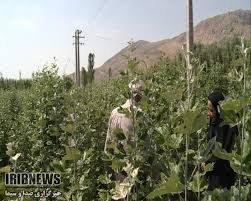 گزارش مکتوب: زراعت چوب، مرهمی بر زخم جنگل