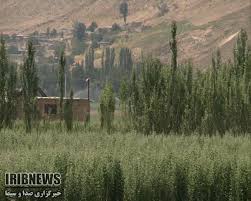 گزارش مکتوب: زراعت چوب، مرهمی بر زخم جنگل