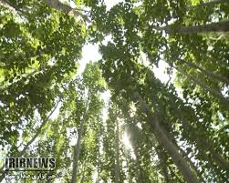 گزارش مکتوب: زراعت چوب، مرهمی بر زخم جنگل