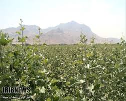 گزارش مکتوب: زراعت چوب، مرهمی بر زخم جنگل