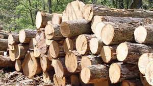 گزارش مکتوب: زراعت چوب، مرهمی بر زخم جنگل