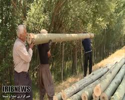 گزارش مکتوب: زراعت چوب، مرهمی بر زخم جنگل