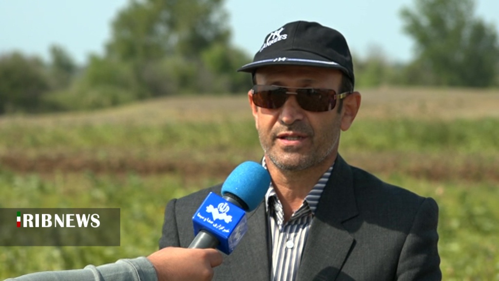 برداشت باقلا برای اولین بار در پارس آباد