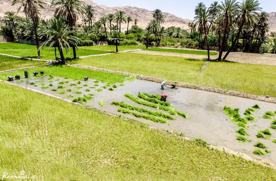 آغاز کشت برنج در سایه سار نخل های طبس