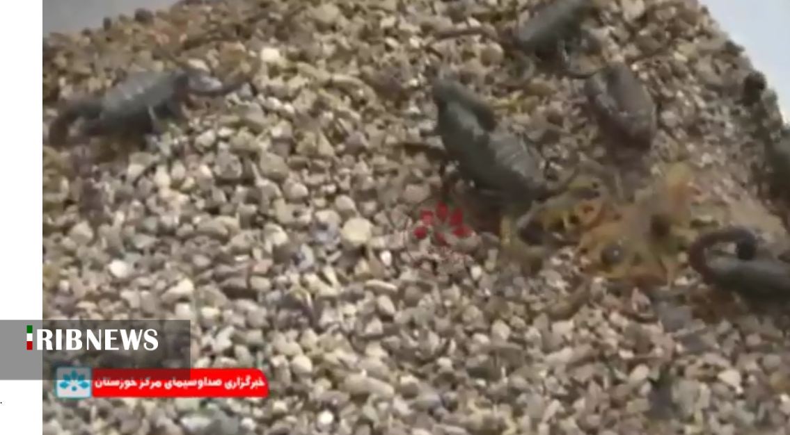 تابستان فصل دلخواه عقرب تابستان فصل دلخواه عقرب