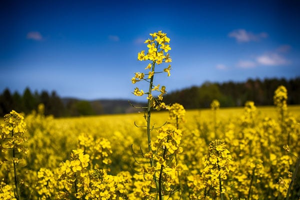 خرید ۶۰۰ تن کلزا از کشاورزان استان سمنان خرید ۶۰۰ تن کلزا از کشاورزان استان سمنان