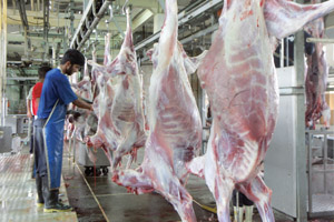 افزایش کشتار دام سبک در تایباد