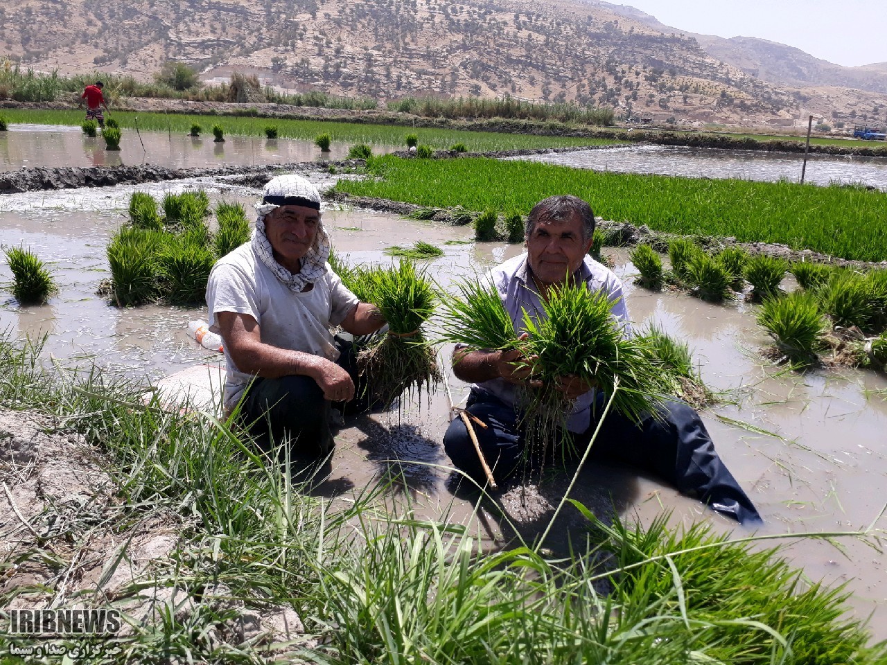 کشت برنج درشالیزار‌های بخش کبگیان