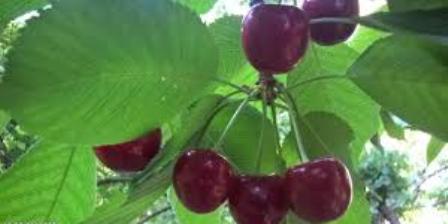 برداشت گیلاس در لاریجان