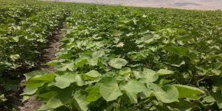 افزایش تدریجی طلای سفید در مازندران