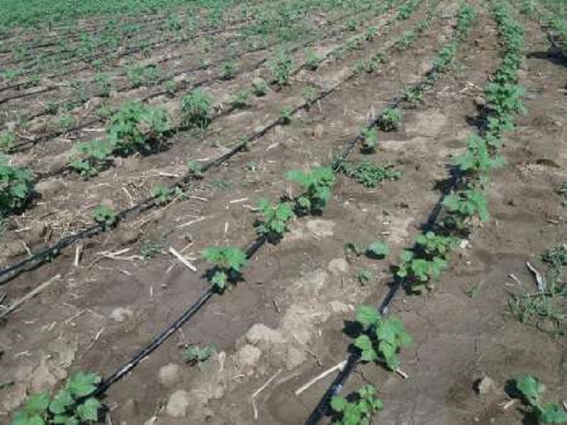 افزایش تدریجی طلای سفید در مازندران