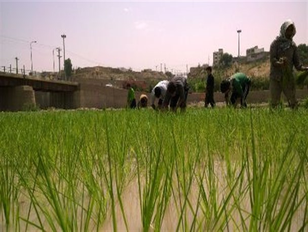 آغاز کشت برنج در باغملک آغاز کشت برنج در باغملک