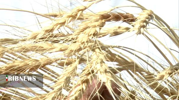 خرید ۵ میلیون تن گندم در کشور