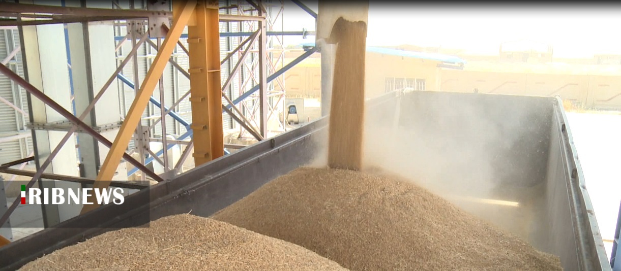 آغاز خرید تضمینی گندم از کشاورزان کردستانی