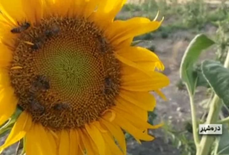 اهتمام و جدیت تولیدکنندگان ضرورتی انکارناپذیر در مسیر تولید وشکوفایی ظرفیت&zwnj;های منطقه&zwnj;ای