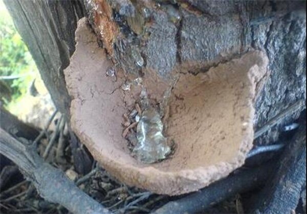 برداشت سقز از عرصه&zwnj;های منابع طبیعی کرمانشاه بدون اخذ مجوز ممنوع است