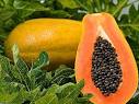 برای تقویت ایمنی بدن کدام مواد غذایی را مصرف کنیم؟