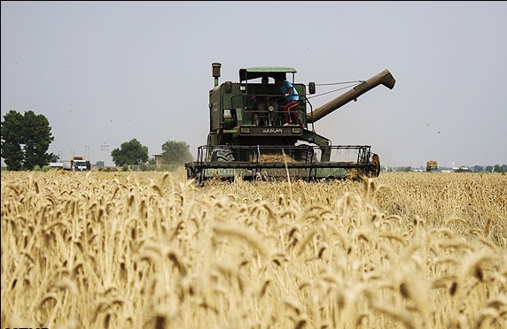 رشد ۸.۵ درصدی خرید تضمینی گندم در سال زراعی امسال
