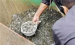 پرورش ماهی سفید در قیروکارزین پرورش ماهی سفید در قیروکارزین