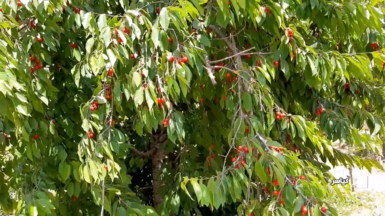 برداشت گیلاس در کیاسر