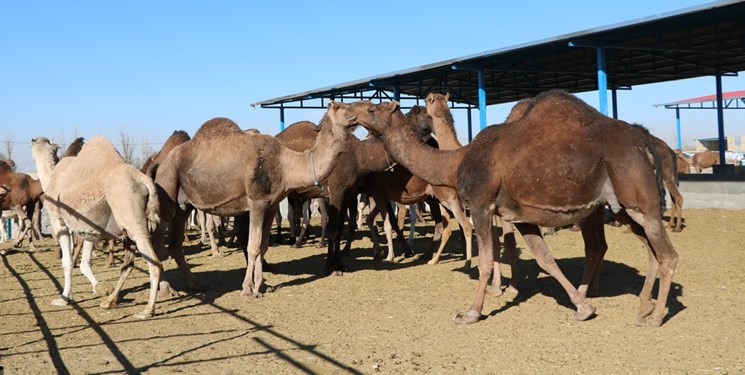 اولویت سرمایهگذاری هاب شتر با افراد بومی خراسان جنوبی اولویت سرمایهگذاری هاب شتر با افراد بومی خراسان جنوبی