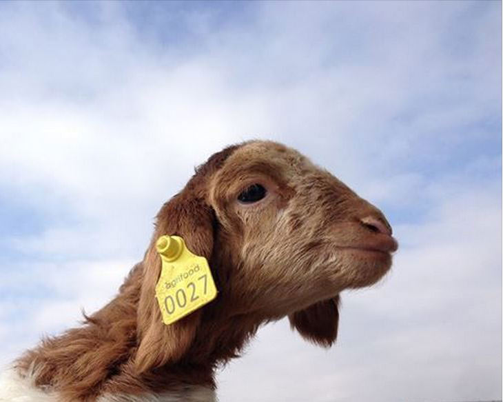 پلاک کوبی و هویت گذاری دامهای سبک و سنگین پلاک کوبی و هویت گذاری دامهای سبک و سنگین