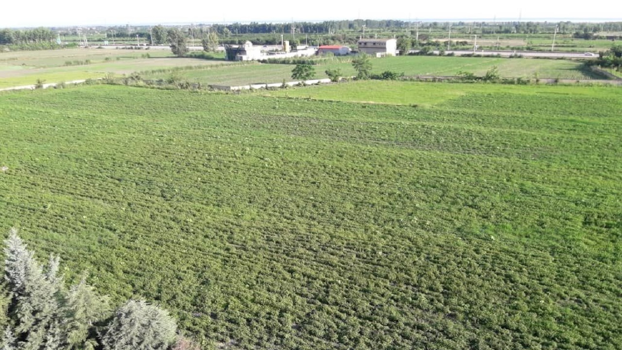 واگذاری ۳۰ طرح کشت گیاهان دارویی به متقاضیان