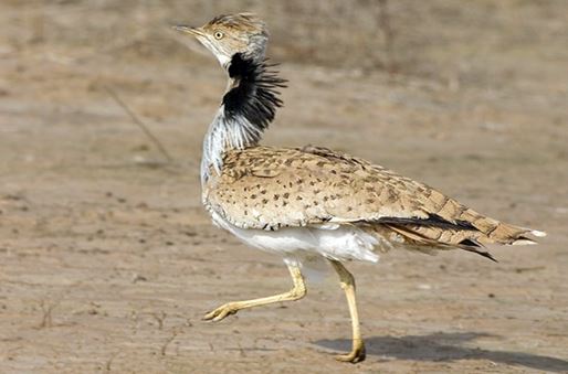 از گوزن زرد تا مار شاخدار