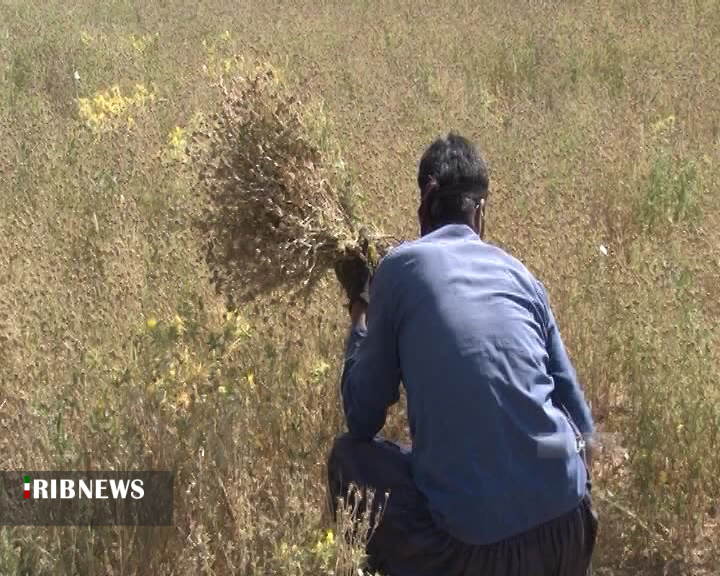 آغاز برداشت سیاه دانه از مزارع شهرستان بن + فیلم