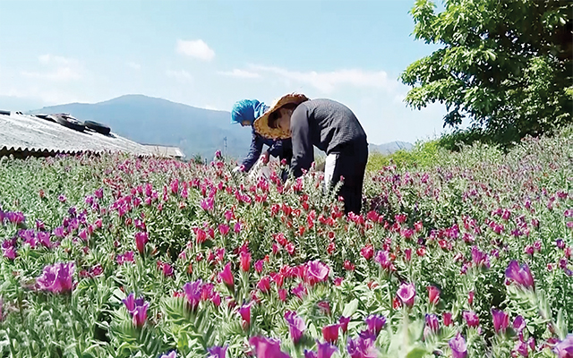 گیاهان دارویی، ذخایر و گنجینه&zwnj;های ژنتیکی