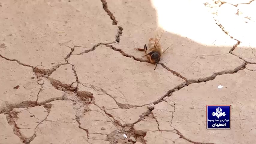 نیشِ نوش