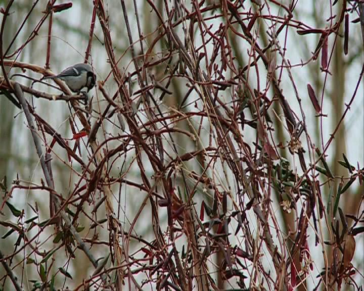 کاهش دمای هوا