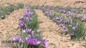 رتبه سوم استان در تولید طلای سرخ&nbsp;