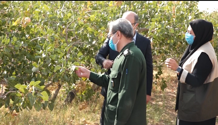 احیاء ۱۰ هزار هکتار باغ پسته با همت بسیج مهندسی کشاورزی احیاء ۱۰ هزار هکتار باغ پسته با همت بسیج مهندسی کشاورزی