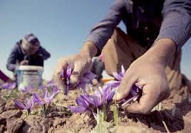 طلای سرخ در کوران بیم و امیدها