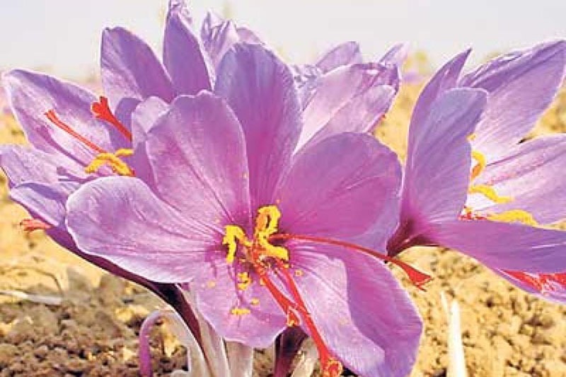 طلای سرخ در کوران بیم و امیدها