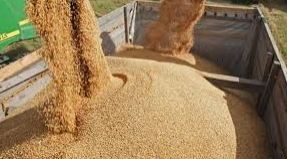 نمونهبرداری از ۱۰ میلیون تن نهاده دامی وارداتی در خوزستان نمونهبرداری از ۱۰ میلیون تن نهاده دامی وارداتی در خوزستان