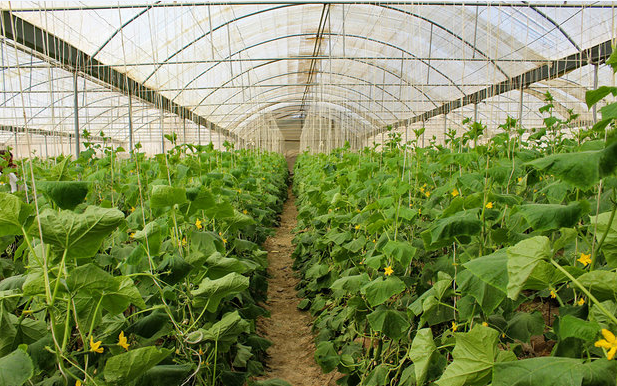 توسعه فضای گلخانه ای در شوشتر توسعه فضای گلخانه ای در شوشتر