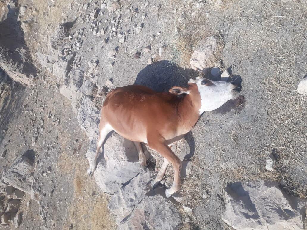 تلف شدن ۱۱ راس گاو در کنار کارون تلف شدن ۱۱ راس گاو در کنار کارون