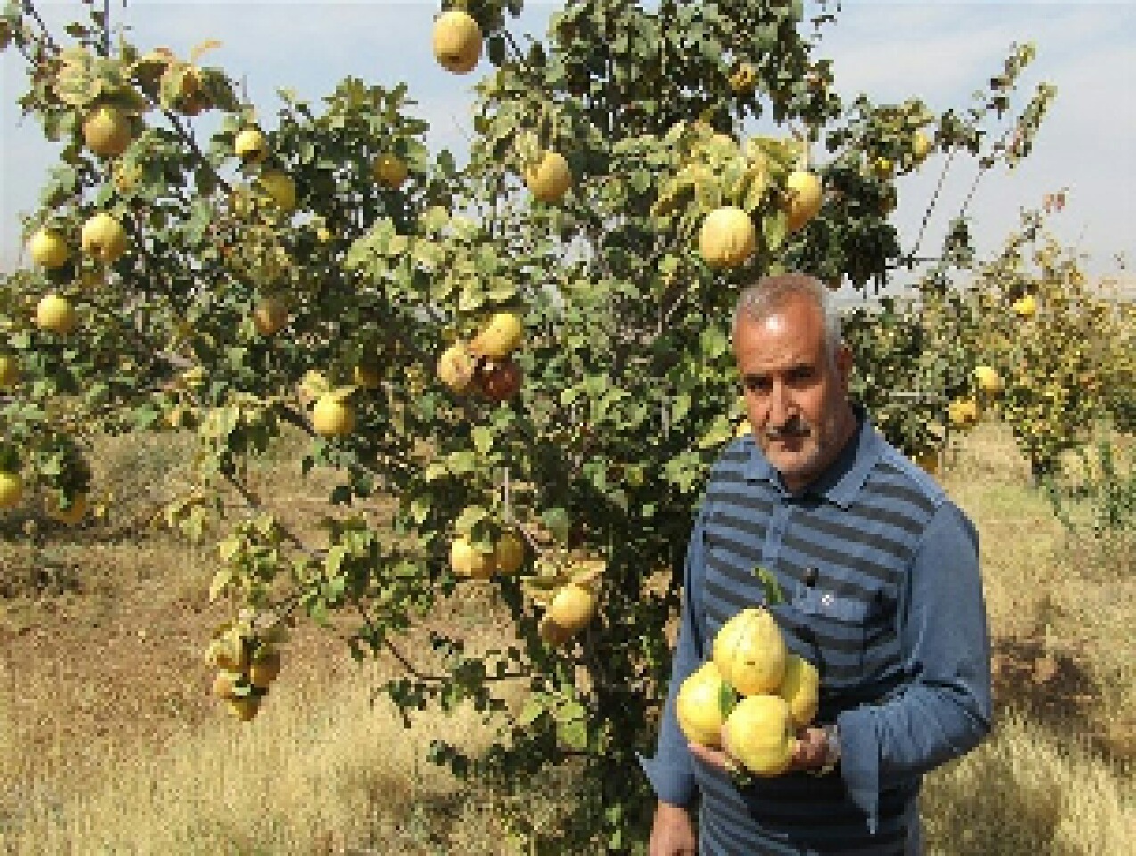 برداشت بیش از ۵۰۰ تن میوه بِه در تایباد